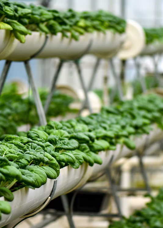 Rows of crops in a hydroponic growing system